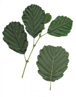 natural alder (olše) - rozměr - 90*200 cm