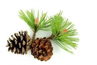 natural pine (borovice) - barva - solarorange carob
