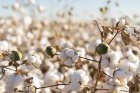 futony bavlněné (cotton)