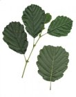 natural alder (olše)