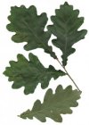 natural oak (dub)