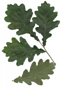 natural oak (dub) - čela k posteli - čelo Plaid